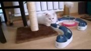 فروش گربه پرشین سفید