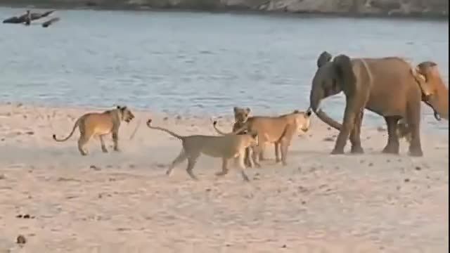 کلیپ نبرد تماشایی و  مغلوب شدن 20 شیر در مقایل یک فیل