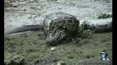 خورده شدن تمساح توسط مار