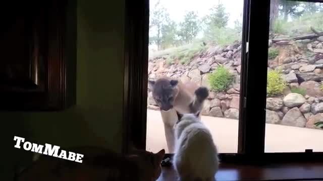 گربه vs شیر كوهی