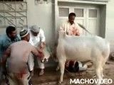 نجات گاو از مرگ