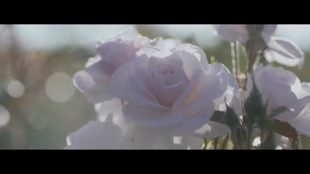 عطر سفیر - روش جالب دیور برای استخراج عصاره گل رز