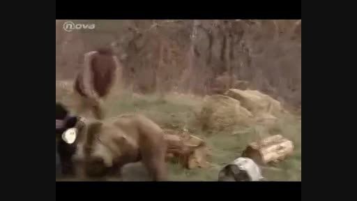 حمله وحشتناک خرس به انسان!!!