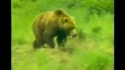كشتن توله خرس توسط خرس نر