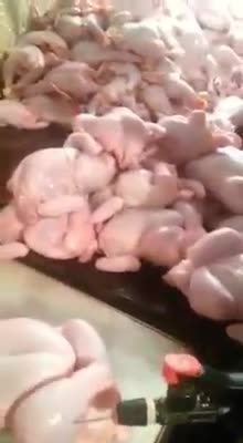 تزریق آب به مرغ در کشتارگاه