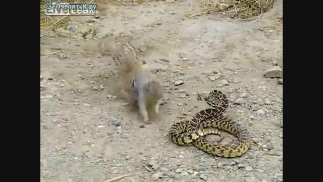 درگیری سنجاب با مار