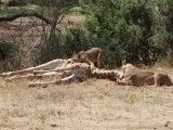 شکار زرافه توسط شیر