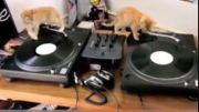 بازی کردن سه بچه گربه با دستگاه دی جی