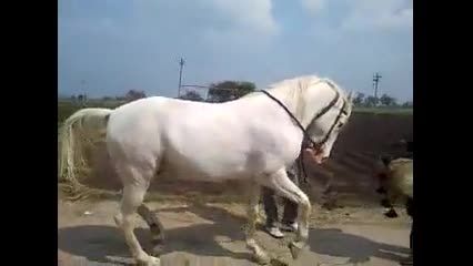 رقص پای زیبای اسب
