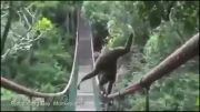 تعادل Monkey از تعادل انسان بهتر است!!!!!!!