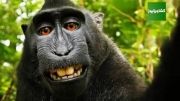 عکس جنجالی یک میمون خندان و مسئله کپی رایت برای حیوان ه