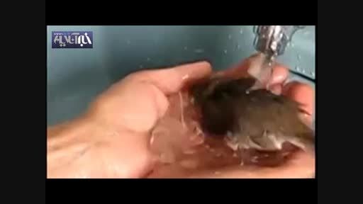 حمام کردن گنجشک