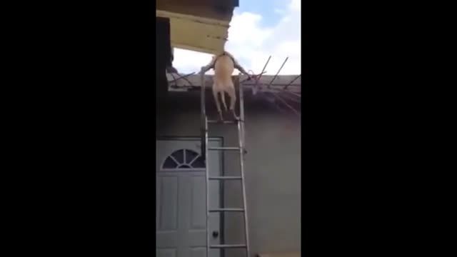 پایین آمدن جالب سگ از نردبان