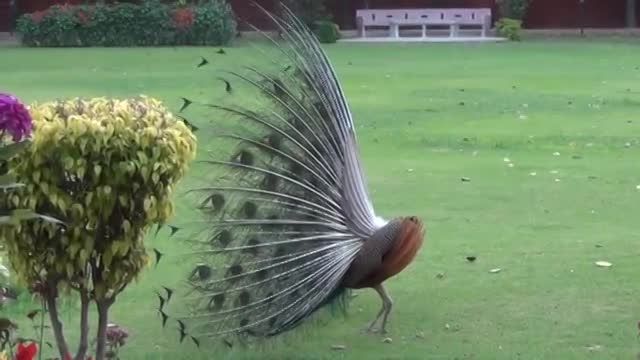 مستند اعلی درجه زیبایی طاوس یعنی زیباترین پرنده جهان
