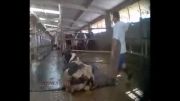 شکنجه وحشیانه گاوها در نیومکزیکو