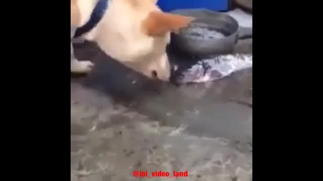 تلاش سگ برای زنده نگه داشتن ماهی
