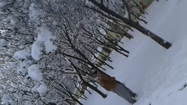 برف روبی روی درخت
