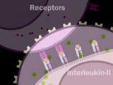 Humoral Immune Response Animation