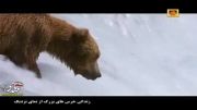 مستند: زندگی خرس های بزرگ از نمای نزدیک (قسمت چهارم)