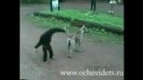 اذیت کردن سگ توسط میمون ( آخر خنده )