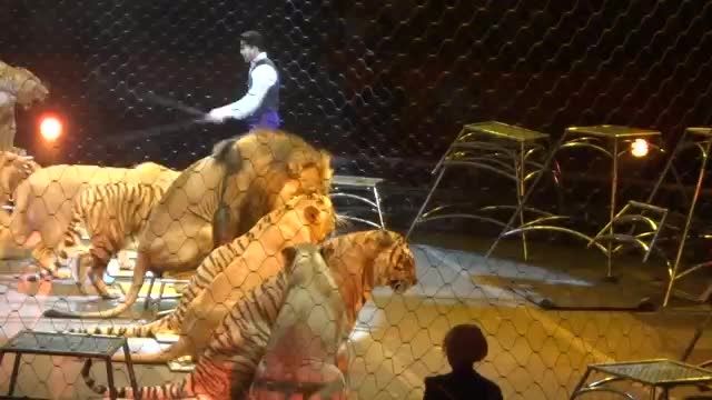 CRAZY Lion and Tiger Tamer - Circus 2012