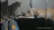 دوستی بین سگ و گربه خیلی جالبه حتما ببینید