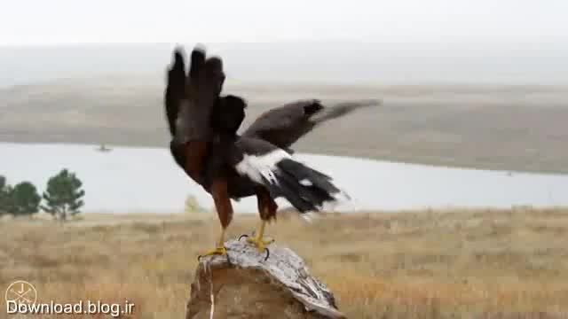 عقاب یا جغد؟...زیباترین پرندگان دنیا.&radic;