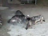 حمله گرگها به انسان