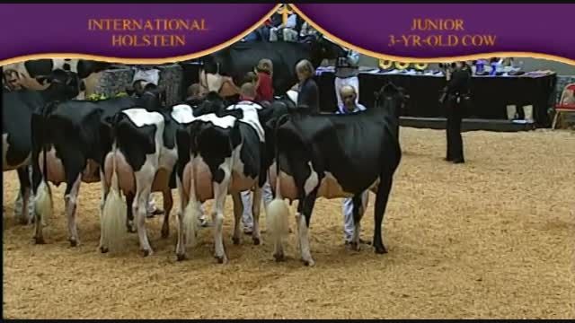 International Holstein Show 2010 , 3 Years old cow