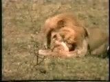 کشتن  وحشتناک توله شیر ها توسط شیر نر