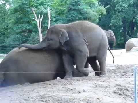بچه فیل و مادرش