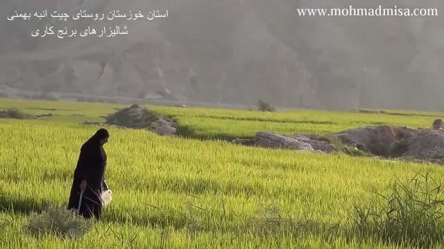 استان خوزستان شالیزارهای برنجکاری روستای چیت ابه