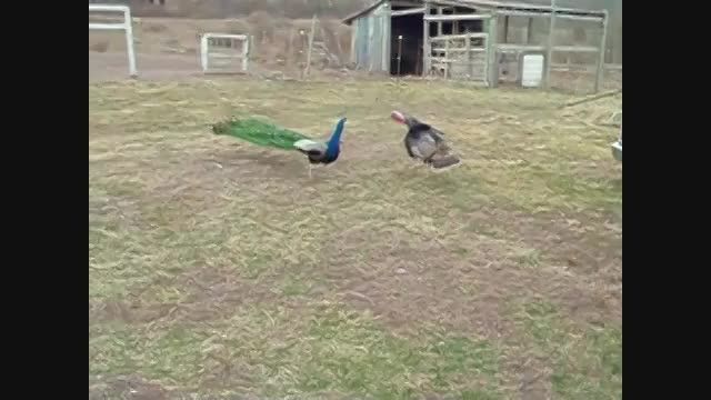 مبارزه بوقلمون و طاووس