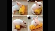 بچه خرگوش بامزه!!