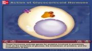 Z01- Action of Glucocorticoid Hormone