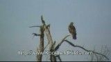 کورکور سیاه Black Kite Milvus migrans