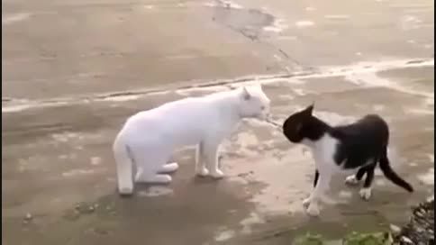 گربه کاراته کار