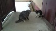 مجادله و در اخر دعوای دو گربه !!