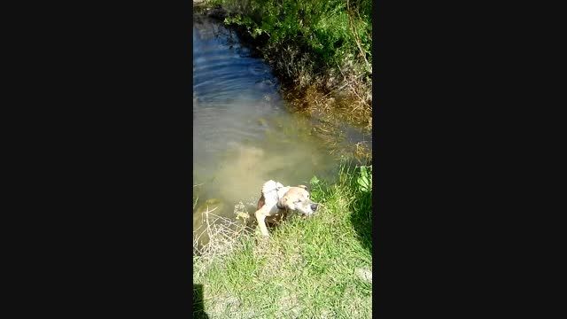 انداختن سگ در کانال آب