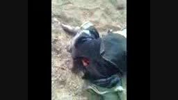 لاشه سربریده شده یک کفتار داعشی تو بیابون...