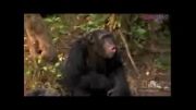 شمپانزه ها و شکار میمون