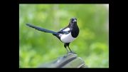 کلیپ صوتی- تصویری پرنده زاغی در استان گیلان
