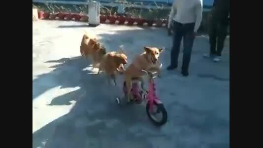 دوچرخه سواری سگ و بچه هاش