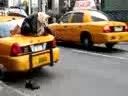نماز خواندن بر روی کاپوت تاکسی در نیویورک آمریکا!