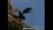 عقابی که تاهالا ندیدید