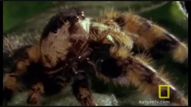 عنکبوت پرنده علیه زنبور عسل
