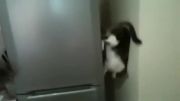 گربه ی دیوارنورد