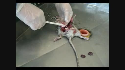 کالبد شکافی موش پس از مصرف پودر