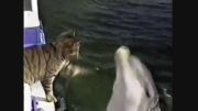 دوستی گربه با دلفین