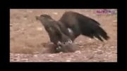 عقاب ، شکارچی بزرگ گالاپاگوس